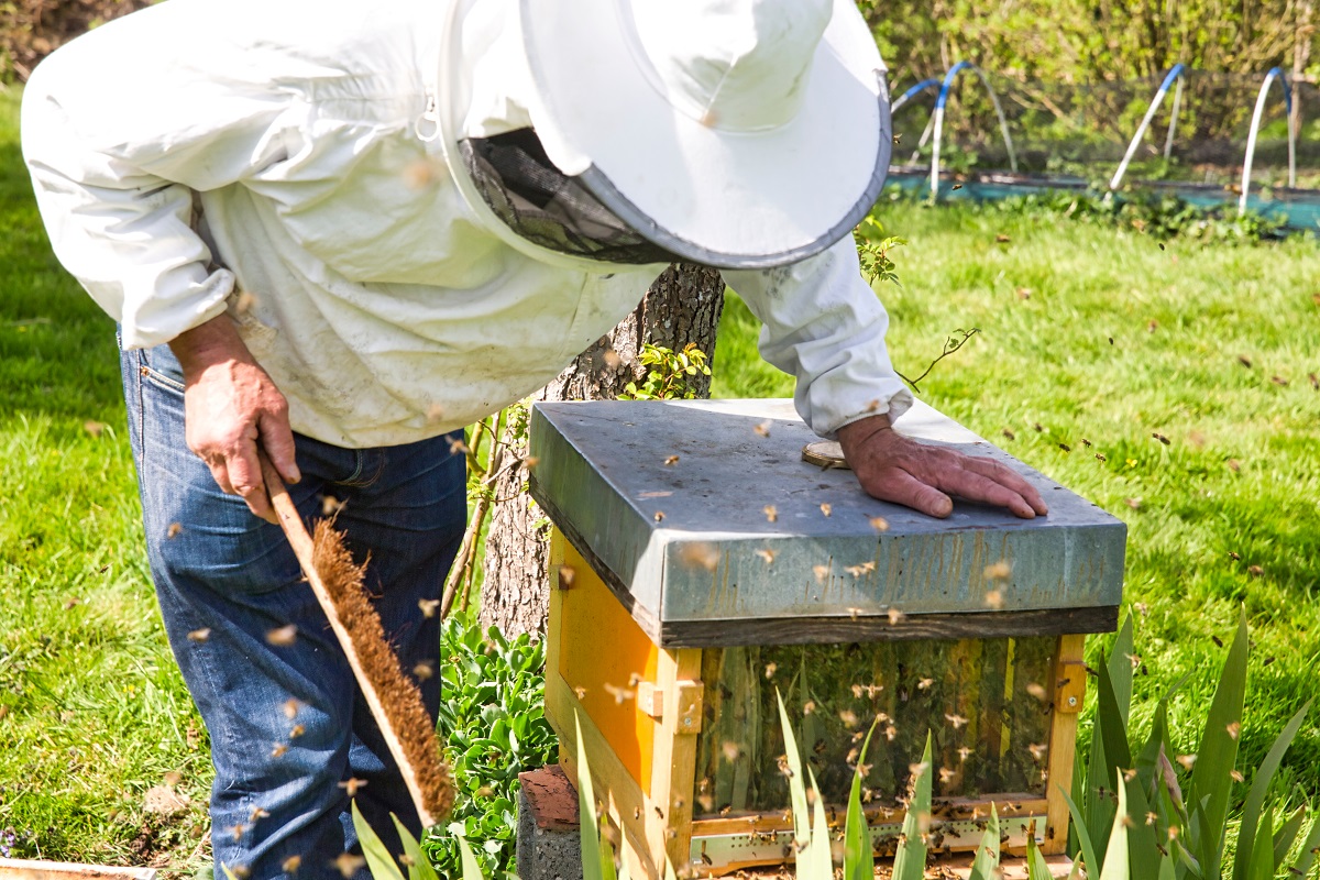 making honey