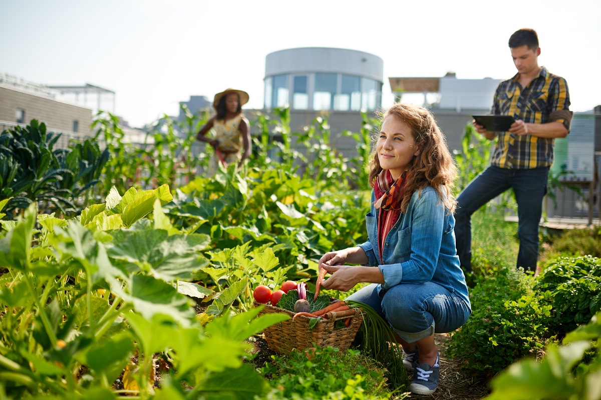 rooftop vegetable garden