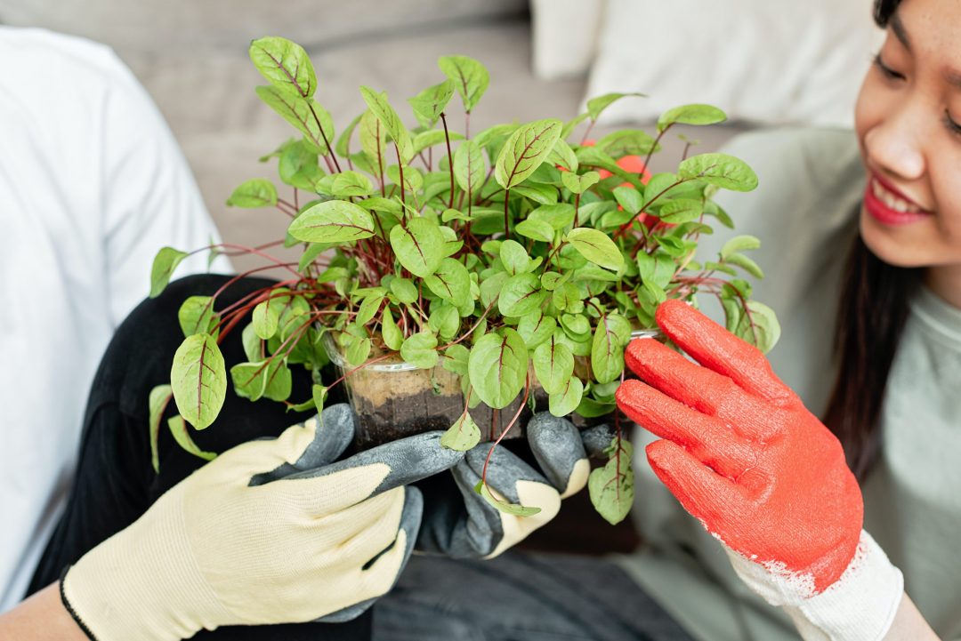 Two people preparing plants