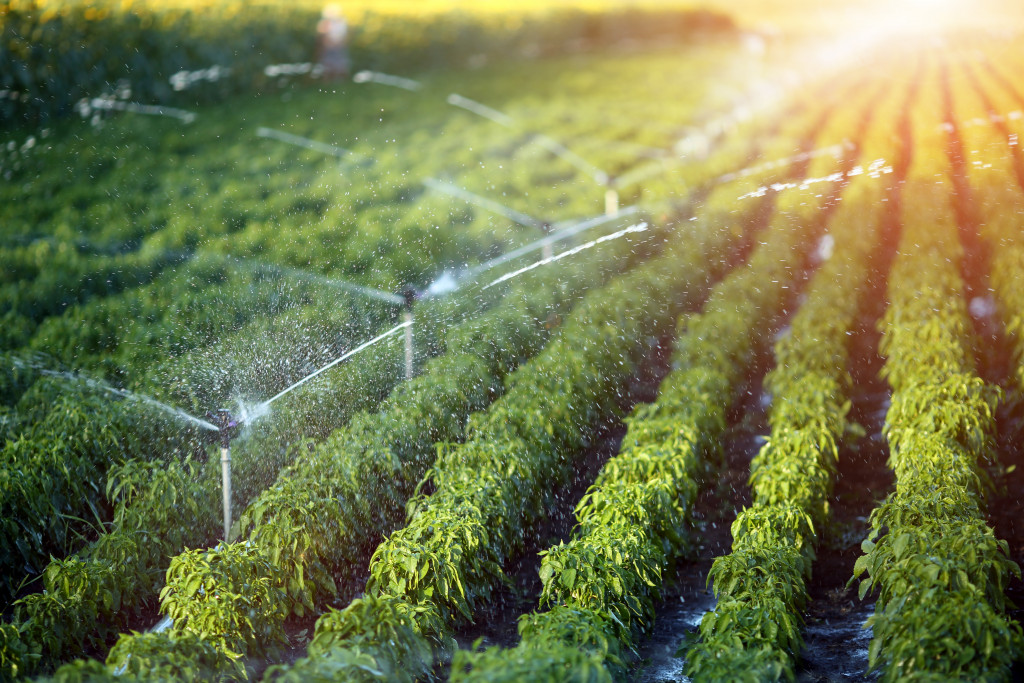 watering the garden