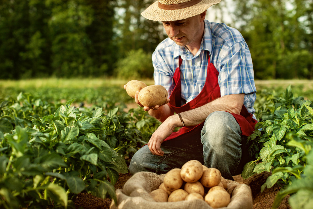 man with his potatoes