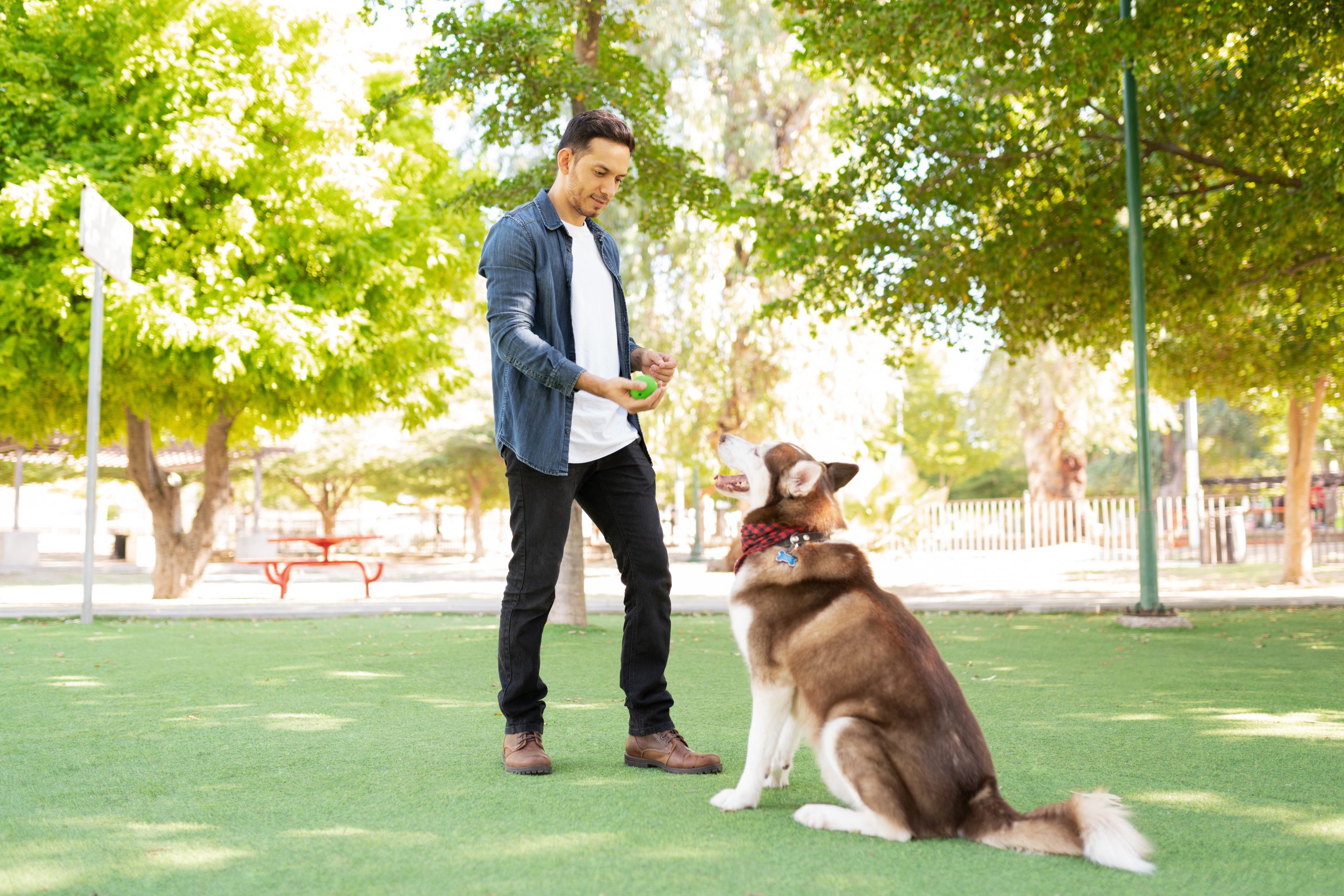 dog owner training a big furry dog