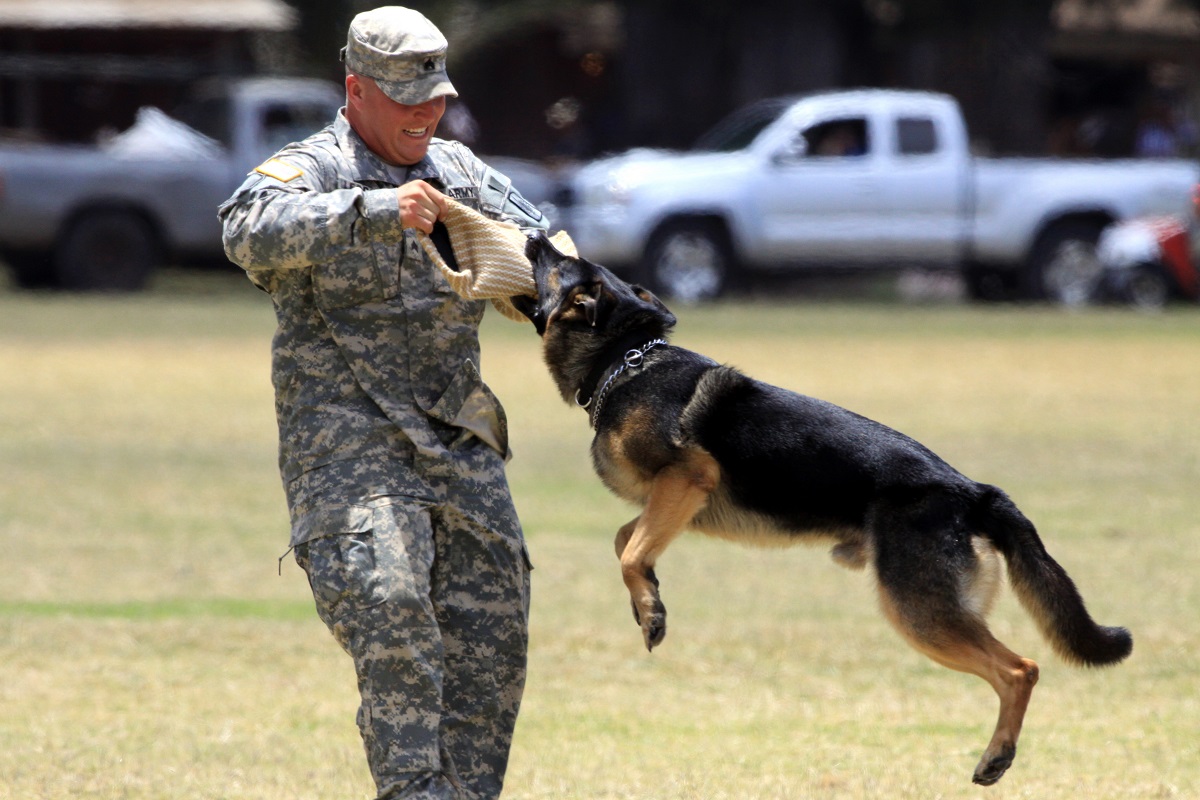 a dog under training